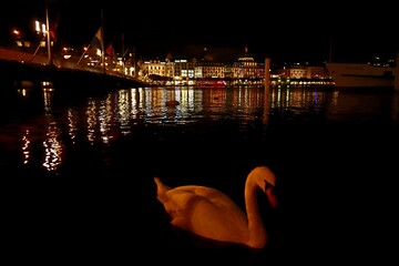 Lucerne at night with swan © Devan
