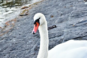 mute swan cygnus olor