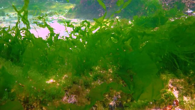 Green, red and brown algae on underwater rocks (Enteromorpha, Ulva), Black Sea