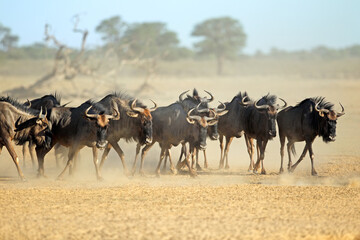Blue wildebeest (Connochaetes taurinus) herd in dusty arid environment, Kalahari desert, South Africa.