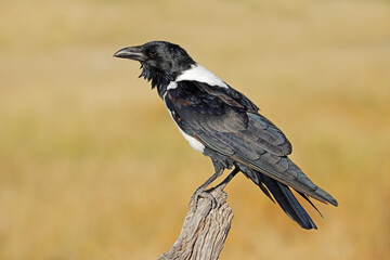 A pied crow (Corvus albus) perched on a branch, Etosha National Park, Namibia.