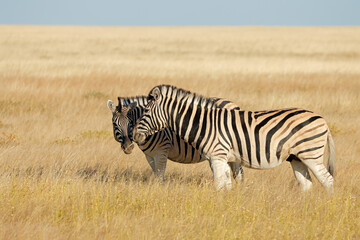 Plains zebras (Equus burchelli) in grassland, Etosha National Park, Namibia.