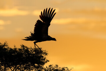 Secretary bird (Sagittarius serpentarius) with open wings silhouetted against an orange sky, South Africa.