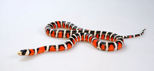 Utah Mountain Kingsnake // Utah-Bergk&ouml;nigsnatter (Lampropeltis pyromelana infralabialis)