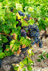 Grapes on the vine