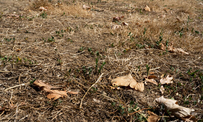 Naklejka na ściany i meble Dry grass background with dry leaves during a drought in france. Hot summer without rain. High quality photo