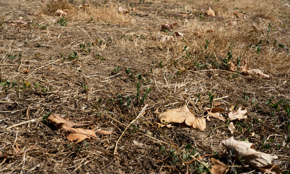 Dry grass background with dry leaves during a drought in france. Hot summer without rain. High quality photo