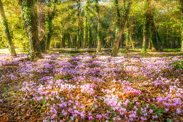 A bed of pink wild cyclamen, Cyclamen hederifolium, in a french forest in the Loire valley