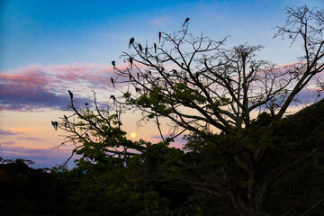 Parrots commonly known as Guacamayas perched on a tree with colorful sunset at the background