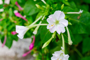 Mirabilis jalapa, the marvel of Peru or four o'clock flower, Jalapa (or Xalapa), continues to bloom, evening pleasure flowers (Turkish name: aksam sefasi cicegi). Plant used for medical purposes