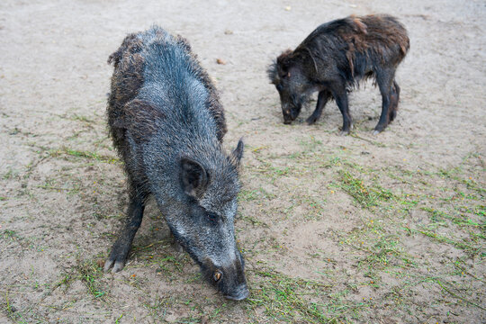 Two boars