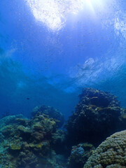 Fototapeta na wymiar 珊瑚が広がる静寂な海底・沖縄 石垣島