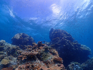 Fototapeta na wymiar 珊瑚が広がる静寂な海底・沖縄 石垣島