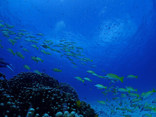Fototapeta na wymiar サンゴに集まるヨスジフエダイの群れ／沖縄・黒島海底