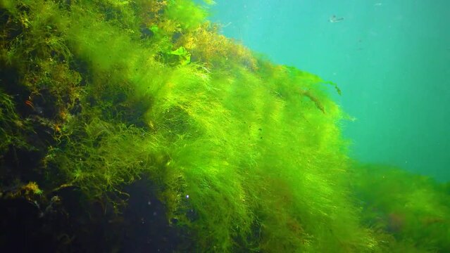 Cladophora Bilder Durchsuchen 1,698 Archivfotos, und