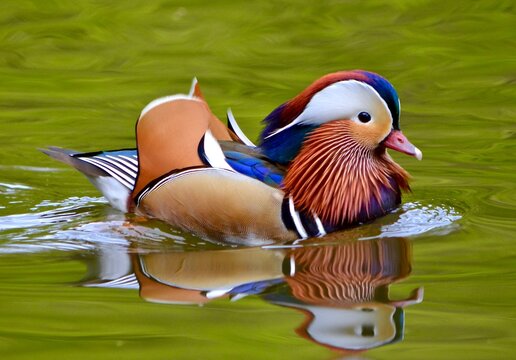 duck in the water