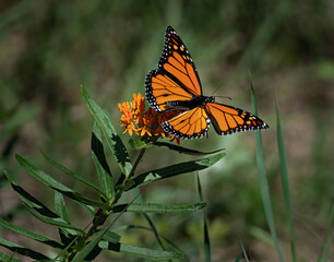beautiful monarch butterfly feeds on flowers