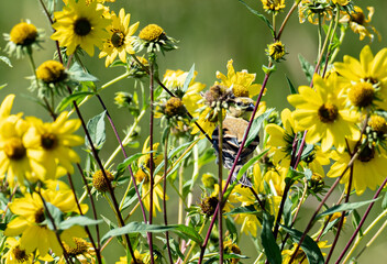 Obraz na płótnie Canvas yellow sunflowers surround an American finch hiding in the flowers