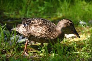 Braune Ente - brown duck