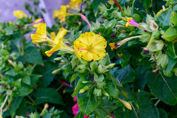 Mirabilis jalapa, the marvel of Peru or four o'clock flower, Jalapa (or Xalapa), continues to bloom, evening pleasure flowers (Turkish name: aksam sefasi cicegi). Plant used for medical purposes