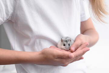 Little fluffy gray hamster in children's hands. Selective focus