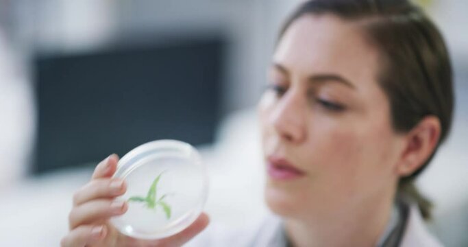 Scientist analyzing plant with a microscope and computer in a science research laboratory. Woman biologist researching sample of a green leaf in petri dish with innovative technology in botany lab