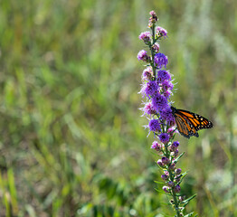 beautiful monarch butterfly feeds on flowers
