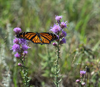 beautiful monarch butterfly feeds on flowers