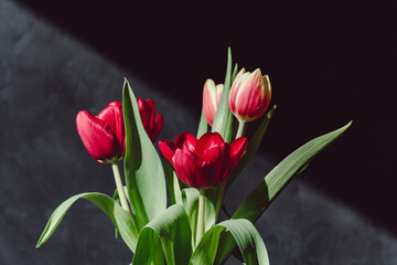 Red tulips flowers in glass vases on paste dark sunlit background with shadows. Nature concept. Minimal style. Flowers scarlet tulips as a gift