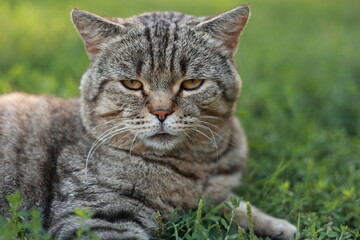 Portrait of cute adult british striped cat with beautiful eyes sitting outdoors. Funny tabby pet on green grass background. Domestic animal cat looking in camera. Having long whisker.