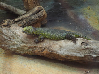 Uromastyx acanthinura nicely colored green lying on a stick in a terrarium in a zoo