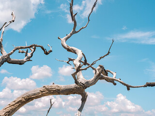 Driftwood trees on a beach in Jekyll Island, Georgia, USA
