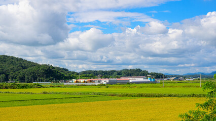 Obraz premium Korean traditional rice farming. Rice farming landscape in autumn. Rice field and the sky in, Gimpo-si, Gyeonggi-do,Republic of Korea.