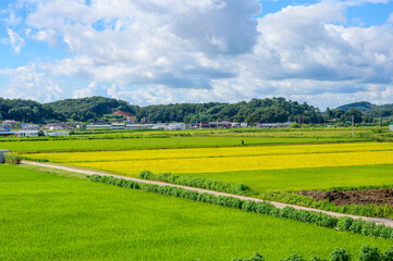 Obraz premium Korean traditional rice farming. Rice farming landscape in autumn. Rice field and the sky in, Gimpo-si, Gyeonggi-do,Republic of Korea.