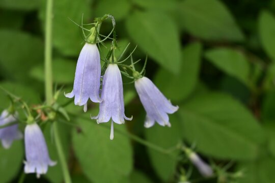 Japanese lady bell ( Adenophora triphylla ) flowers.
Campanulaceae perennial plants. Light purple florets bloom from August to October. The root contains inulin and is a nourishing wild vegetable.