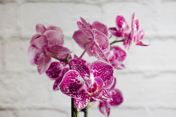 Orchid branch on a brick background