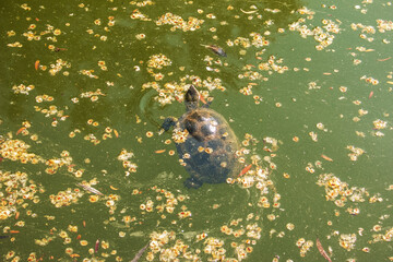 River turtle in the habitat. Turtle in the water and basking on the rocks.