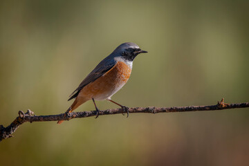 redstart, perched on a branch, warm background