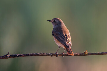 redstart, perched on a branch, warm background