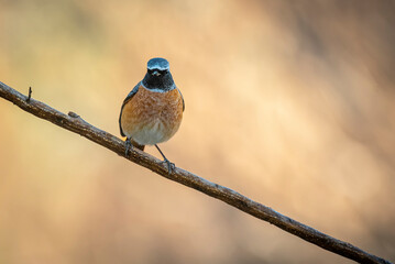 redstart, perched on a branch, warm background
