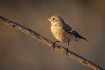 pied flycatcher, perched on branch, warm background