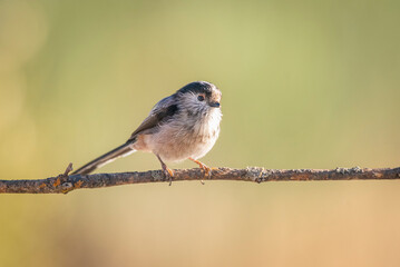 long-tailed tit, perched on branch, warm background