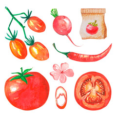 Watercolor isolated bright red vegetables. Illustration set with tomato, cherry tomatoes, chili pepper, radish.