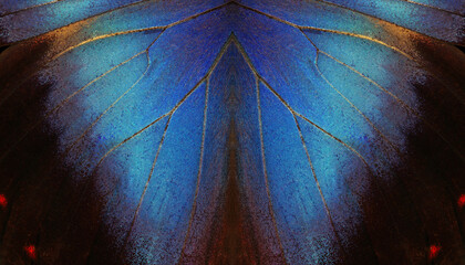 abstract pattern from morpho butterfly wings. blue tropical butterfly wings texture background