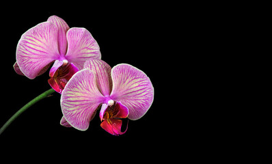 Fototapeta na wymiar colorful purple orchid flowers isolated on black. copy space. selective focus