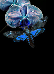 Night butterfly on blue orchid flowers isolated on black. Night in the jungle. bright blue Death's-head Hawkmoth butterfly on topical flowers. Acherontia atropos