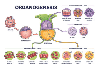 Organogenesis phase stages of embryonic development process outline diagram. Labeled educational anatomy scheme with ectoderm, germ, mesoderm and endoderm leyers for embryo cells vector illustration. - obrazy, fototapety, plakaty