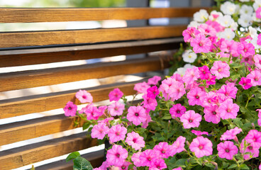 Petunia flowers in landscape design, petunias on a wooden fence background with copy space.
