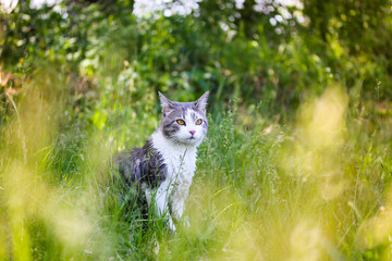 Tabby bicolor white and gray hunter cat with yellow eyes sitting in high green grass in spring garden. Feline outdoors in nature at sunny summer day. Kat, gato, katt, gato, kot kissa. Feline on a lawn © vita