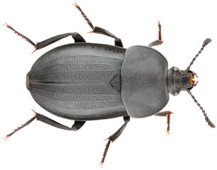 Silpha tristis is a species of carrion beetle in the family Silphidae. Dorsal view of isolated carrion beetle on white background.